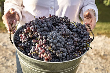 Blue Ostrich Winery merlot grapes 190920_7018